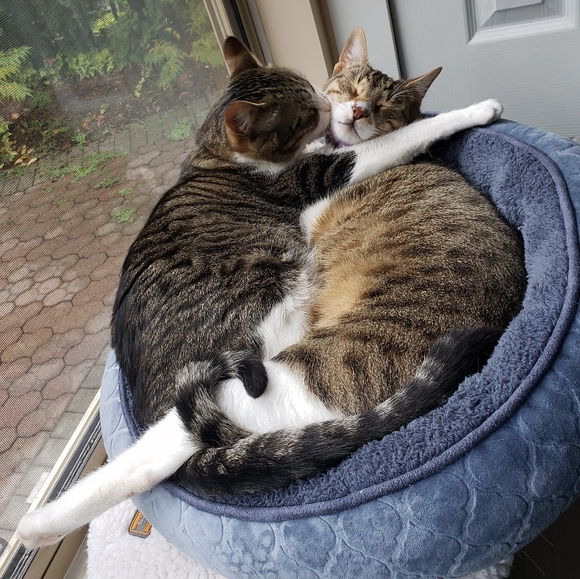 Mod 1960's Mary Quant Inspired Designer Dress - Picture 3 of 5